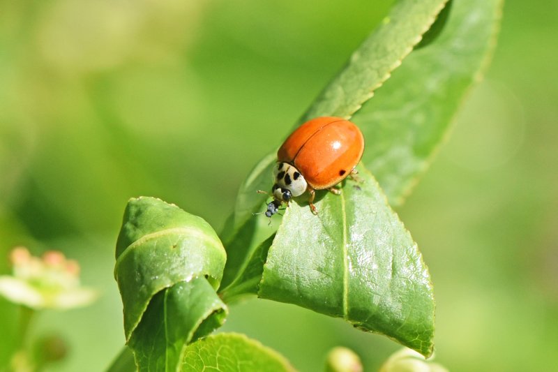 Déjeuner  de la coccinelle. régime puceron. ISABELLE TURBAN